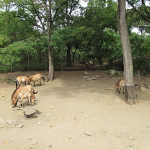 Bronx Zoo 2010 - Przewalskis Horse exhibit in Wild Asia