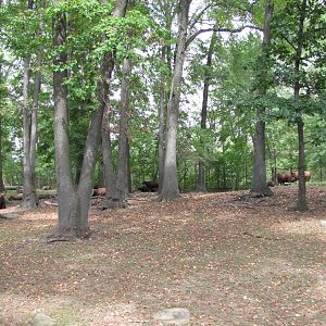 Bronx Zoo 2010 - Gaur exhibit in Wild Asia