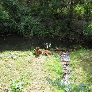 Bronx Zoo 2010 - Malayan Tiger in Wild Asia