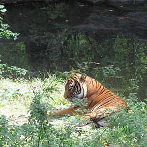Bronx Zoo 2010 - Malayan Tiger in Wild Asia