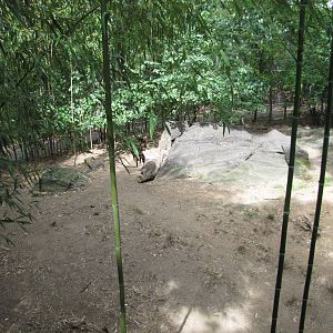 Bronx Zoo 2010 - Babirusa exhibit in Wild Asia
