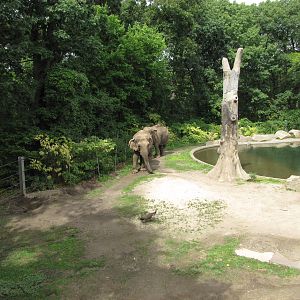 Bronx Zoo 2010 - Asiatic Elephant exhibit in Wild Asia