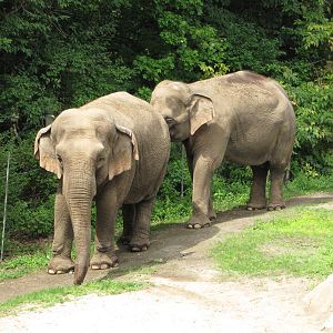 Bronx Zoo 2010 - Asiatic Elephants in Wild Asia