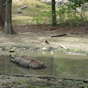 Bronx Zoo 2010 - Indian Rhinoceros exhibit in Wild Asia