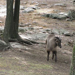 Bronx Zoo 2010 - Himalayan Tahr in Wild Asia