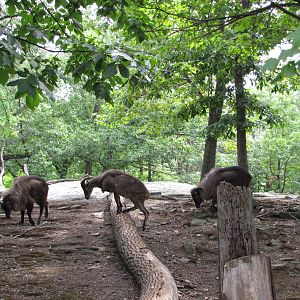 Bronx Zoo 2010 - Himalayan Tahr in Wild Asia