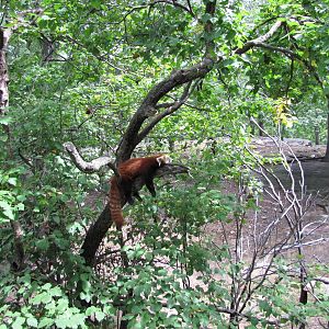Bronx Zoo 2010 - Red Panda exhibit in Wild Asia