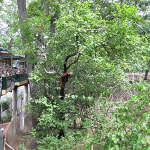 Bronx Zoo 2010 - Monorail passes Red Panda exhibit in Wild Asia