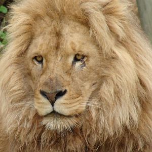 Panthera leo bleyenberghi / Southwest African Lion, or Katanga Lion