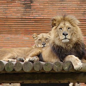 Panthera leo bleyenberghi / Southwest African Lion, or Katanga Lion