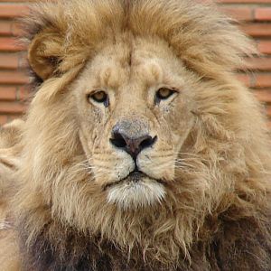 Panthera leo bleyenberghi / Southwest African Lion, or Katanga Lion