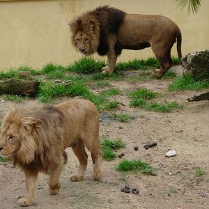 Panthera leo bleyenberghi / Southwest African Lion, or Katanga Lion