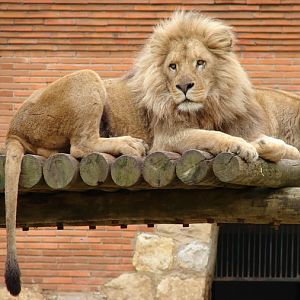 Panthera leo bleyenberghi / Southwest African Lion, or Katanga Lion
