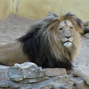 Panthera leo bleyenberghi / Southwest African Lion, or Katanga Lion (male S