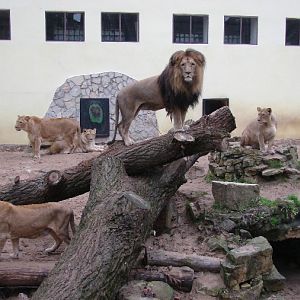 Panthera leo bleyenberghi / Southwest African Lion, or Katanga Lion