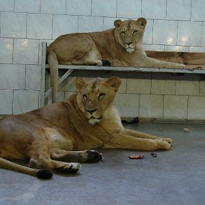 Panthera leo bleyenberghi / Southwest African Lion, or Katanga Lion (males