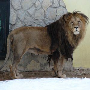 Panthera leo bleyenberghi / Southwest African Lion, or Katanga Lion (male S