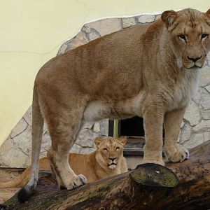 Panthera leo bleyenberghi / Southwest African Lion, or Katanga Lion (males