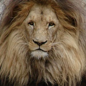 Panthera leo bleyenberghi / Southwest African Lion, or Katanga Lion (male S