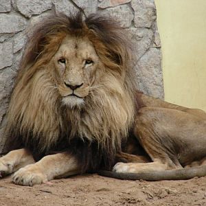Panthera leo bleyenberghi / Southwest African Lion, or Katanga Lion (male S