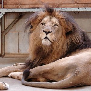 Panthera leo bleyenberghi / Southwest African Lion, or Katanga Lion (male S