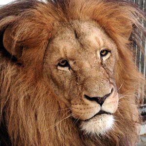 Panthera leo bleyenberghi / Southwest African Lion, or Katanga Lion (male S