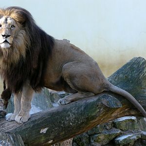 Panthera leo bleyenberghi / Southwest African Lion, or Katanga Lion (male S