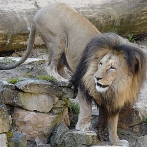 Panthera leo bleyenberghi / Southwest African Lion, or Katanga Lion (male S