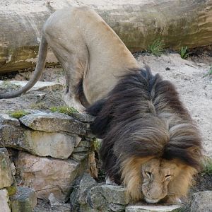 Panthera leo bleyenberghi / Southwest African Lion, or Katanga Lion (male S
