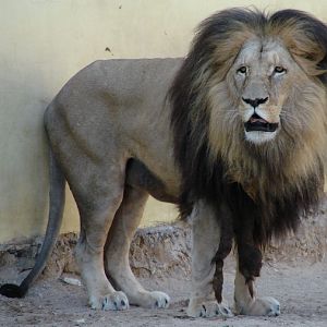 Panthera leo bleyenberghi / Southwest African Lion, or Katanga Lion (male S