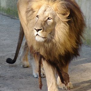 Panthera leo bleyenberghi / Southwest African Lion, or Katanga Lion (male S