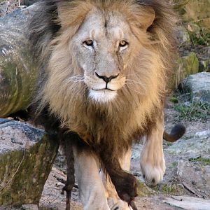 Panthera leo bleyenberghi / Southwest African Lion, or Katanga Lion (male S