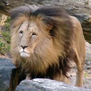Panthera leo bleyenberghi / Southwest African Lion, or Katanga Lion (male S