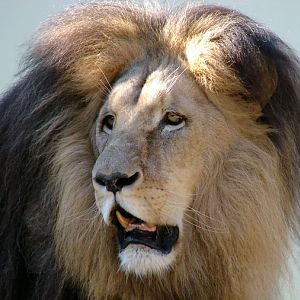 Panthera leo bleyenberghi / Southwest African Lion, or Katanga Lion (male S