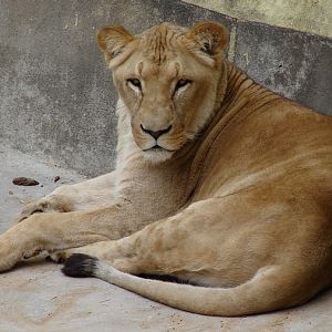 Panthera leo bleyenberghi / Southwest African Lion, or Katanga Lion (male S