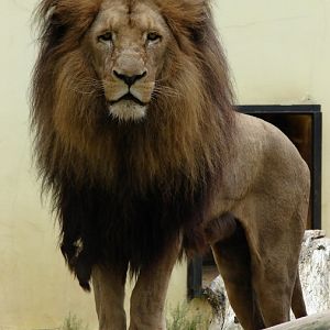 Panthera leo bleyenberghi / Southwest African Lion, or Katanga Lion (male S
