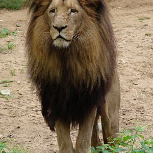 Panthera leo bleyenberghi / Southwest African Lion, or Katanga Lion (male S