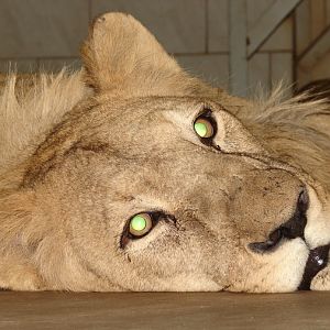 Panthera leo bleyenberghi / Southwest African Lion, or Katanga Lion (female
