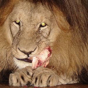 Panthera leo bleyenberghi / Southwest African Lion, or Katanga Lion (male S