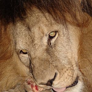 Panthera leo bleyenberghi / Southwest African Lion, or Katanga Lion (male S