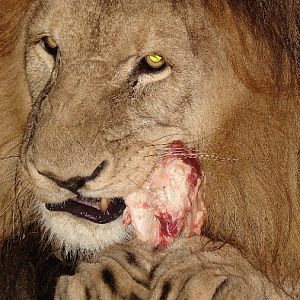 Panthera leo bleyenberghi / Southwest African Lion, or Katanga Lion (male S