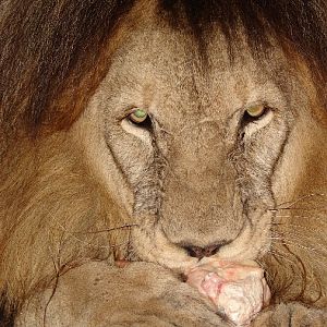Panthera leo bleyenberghi / Southwest African Lion, or Katanga Lion (male S