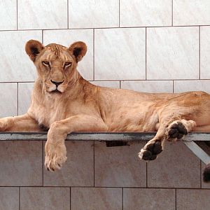 Panthera leo bleyenberghi / Southwest African Lion, or Katanga Lion (female