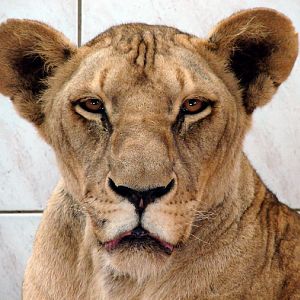 Panthera leo bleyenberghi / Southwest African Lion, or Katanga Lion (female