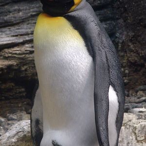 Aptenodytes patagonicus / King penguin