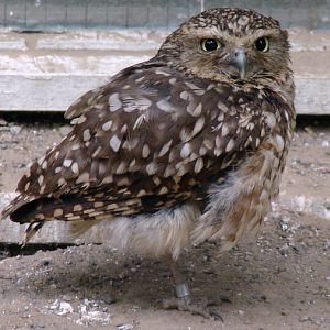 Athene cunicularia / Burrowing owl