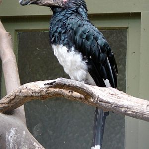 Bycanistes bucinator / Trumpeter hornbill (male)