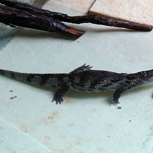 Caiman crocodilus / Spectacled caiman