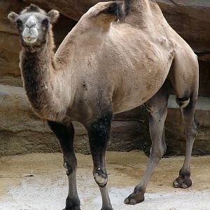 Camelus bactrianus var. dom / Bactrian camel (female)