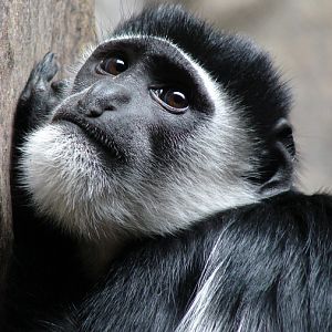 Colobus guereza / Eastern black-and-white colobus (female)